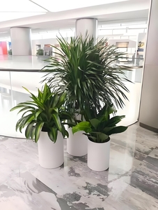 海曙植物出租设计，为空间增添别样生机